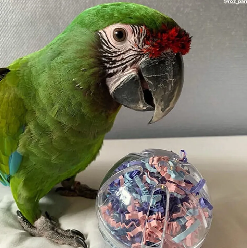 Petlala Buffet Ball
