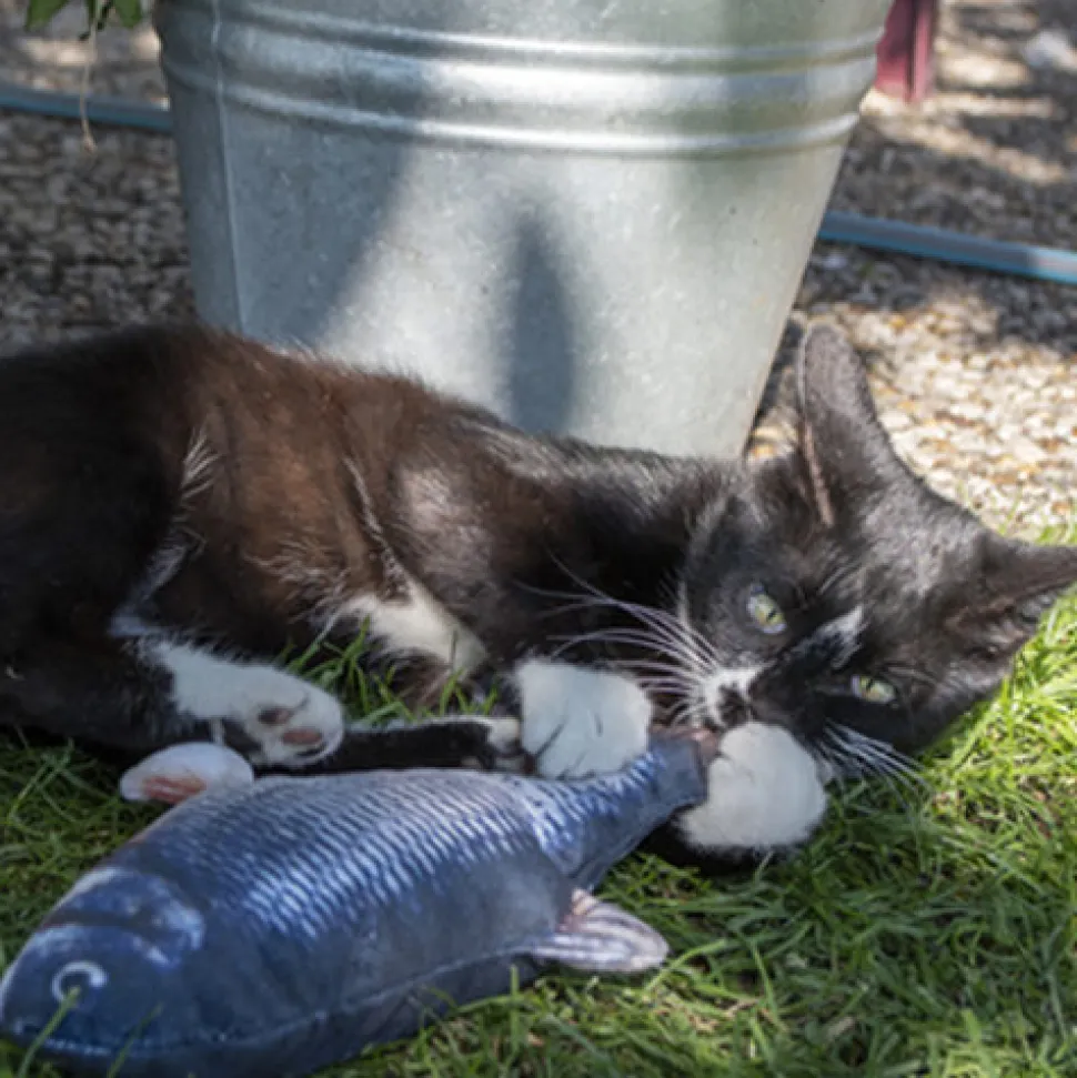 Robocat Zalm