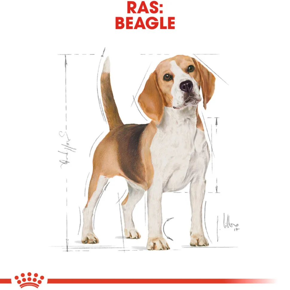 Royal Canin Beagle Adult - Hondenvoer