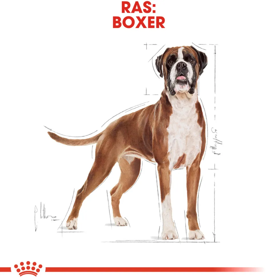 Royal Canin Boxer Adult - Hondenvoer