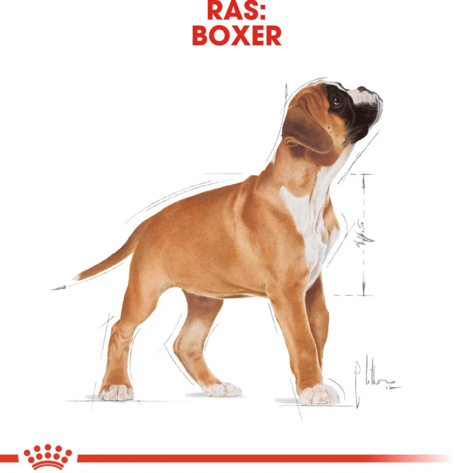 Royal Canin Boxer Puppy - Hondenvoer