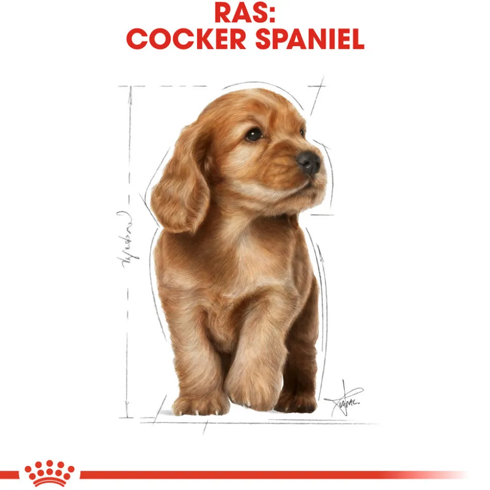 Royal Canin Cocker Puppy - Hondenvoer