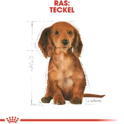 Royal Canin Dachshund Puppy - Hondenvoer
