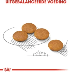 Royal Canin Dermacomfort Mini - Hondenvoer
