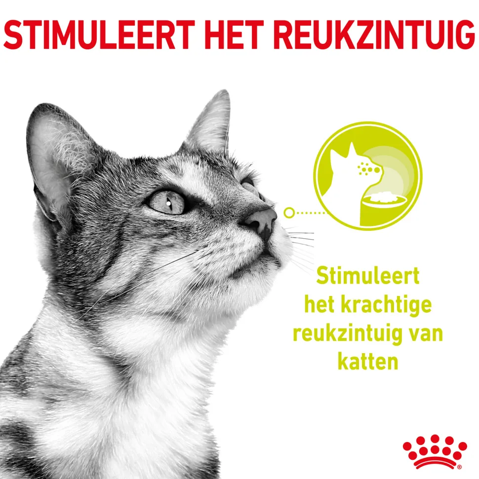Royal Canin FHN Sensory Smell In Gravy