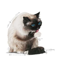 Royal Canin Hairball Care in Jelly - Kattenvoer