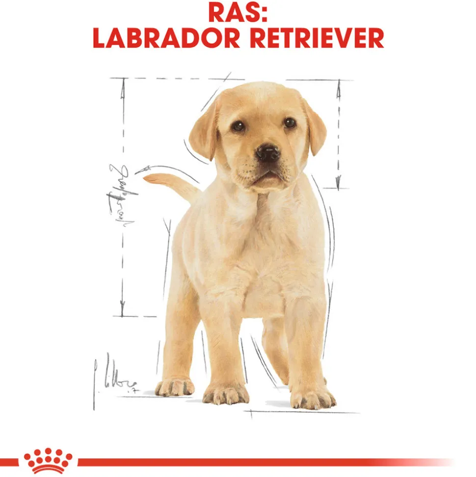 Royal Canin Labrador Retriever Puppy - Hondenvoer