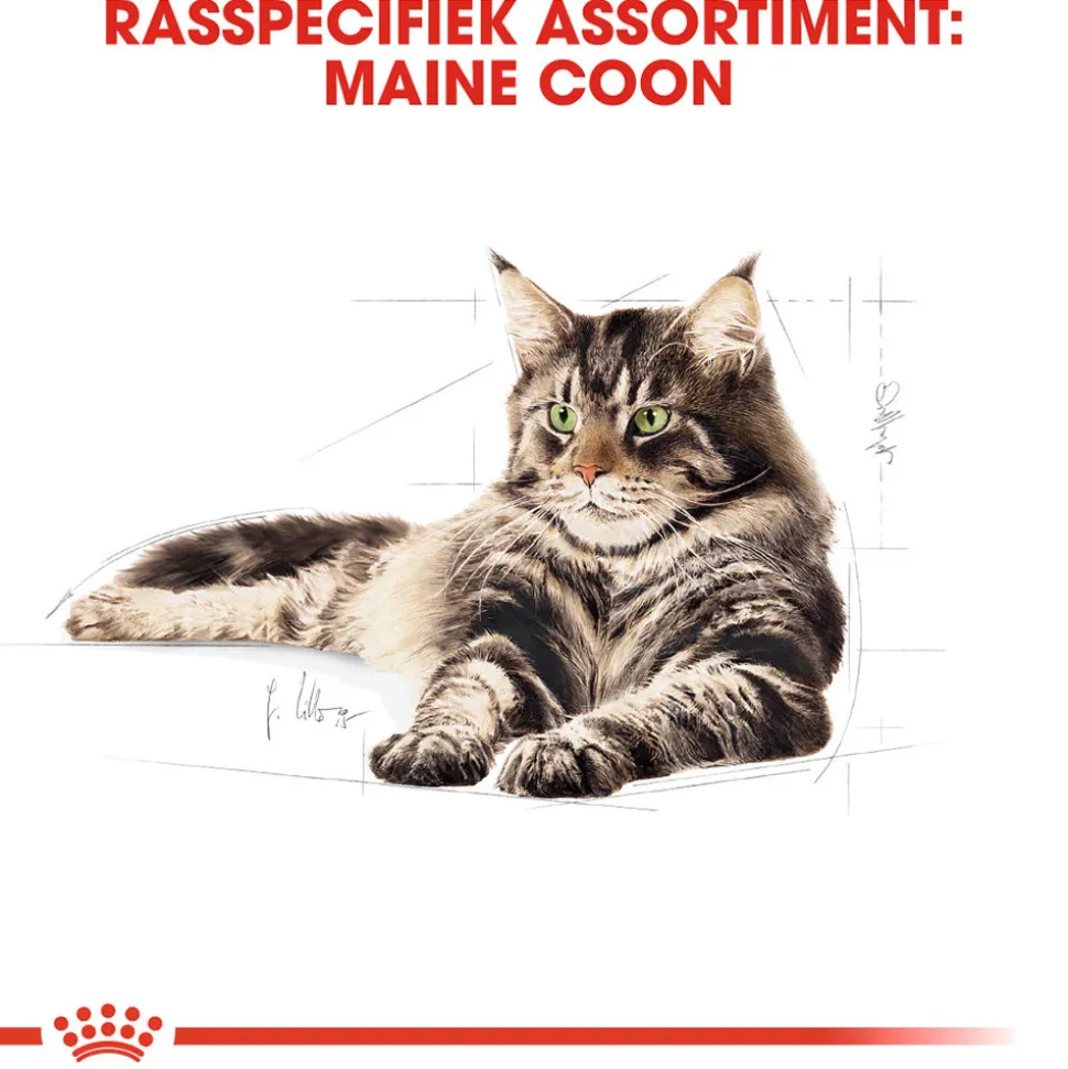 Royal Canin Maine Coon Adult - Kattenvoer