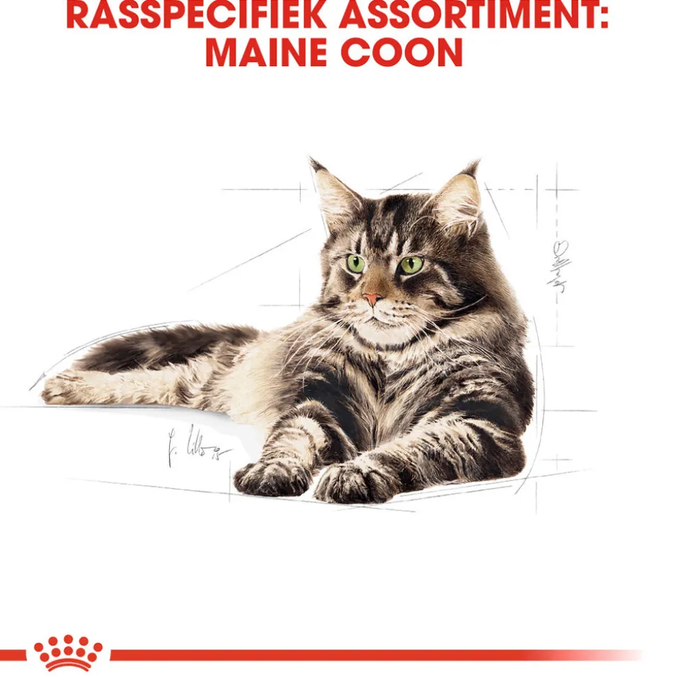 Royal Canin Maine Coon Adult Wet - Kattenvoer