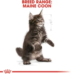 Royal Canin Maine Coon Kitten - Kattenvoer