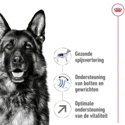 Royal Canin Maxi Adult 5+ - Hondenvoer