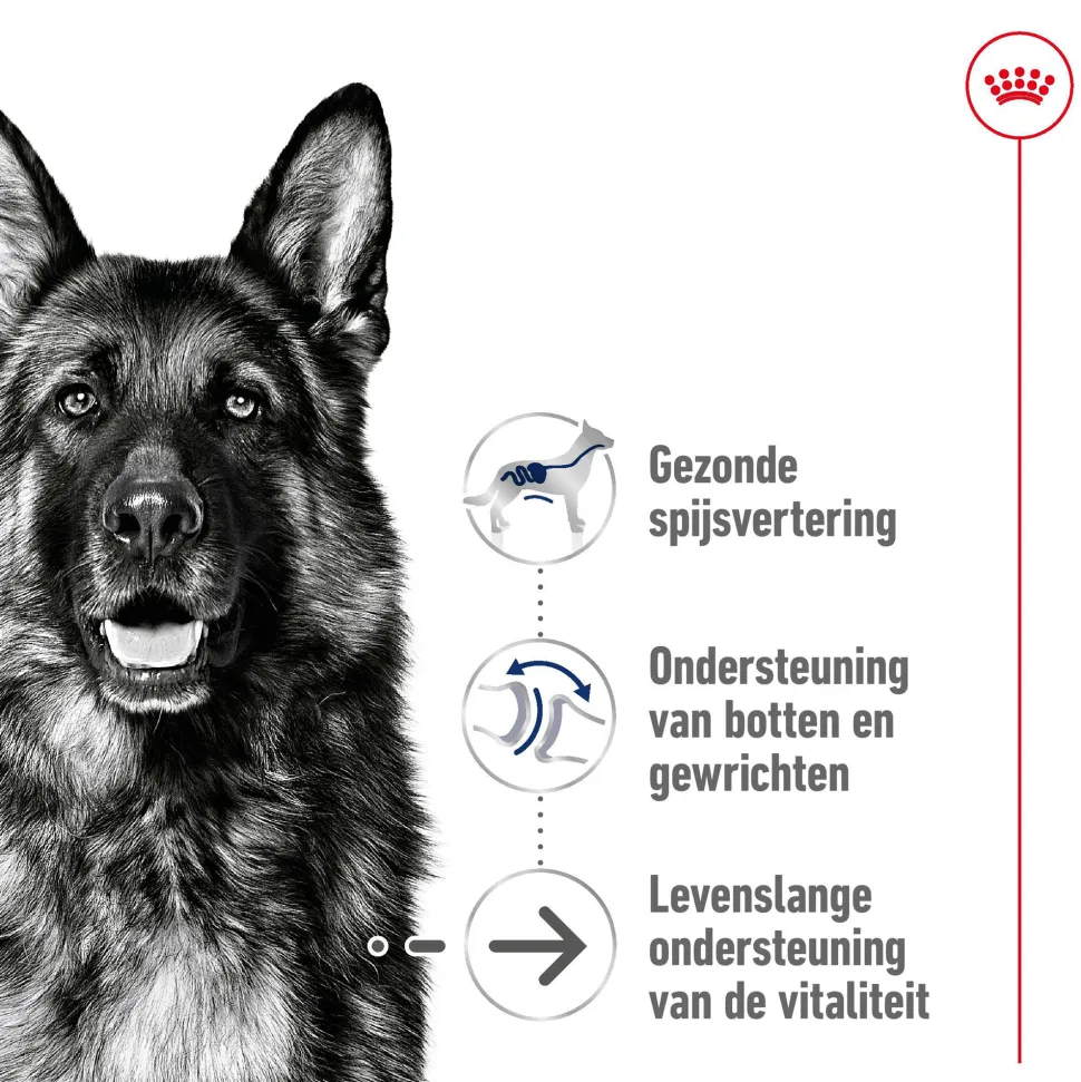 Royal Canin Maxi Ageing 8+ - Hondenvoer