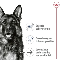Royal Canin Maxi Ageing 5+ Wet - Hondenvoer
