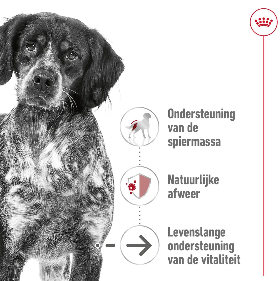 Royal Canin Medium Ageing 10+ - Hondenvoer
