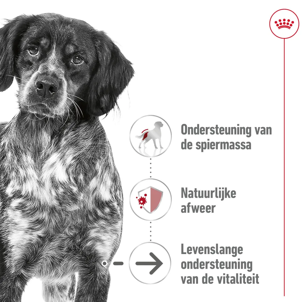 Royal Canin Medium Ageing 7+ Wet - Hondenvoer