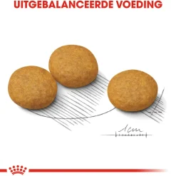 Royal Canin Medium Dermacomfort - Hondenvoer