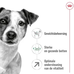 Royal Canin Mini Adult 8+ - Hondenvoer