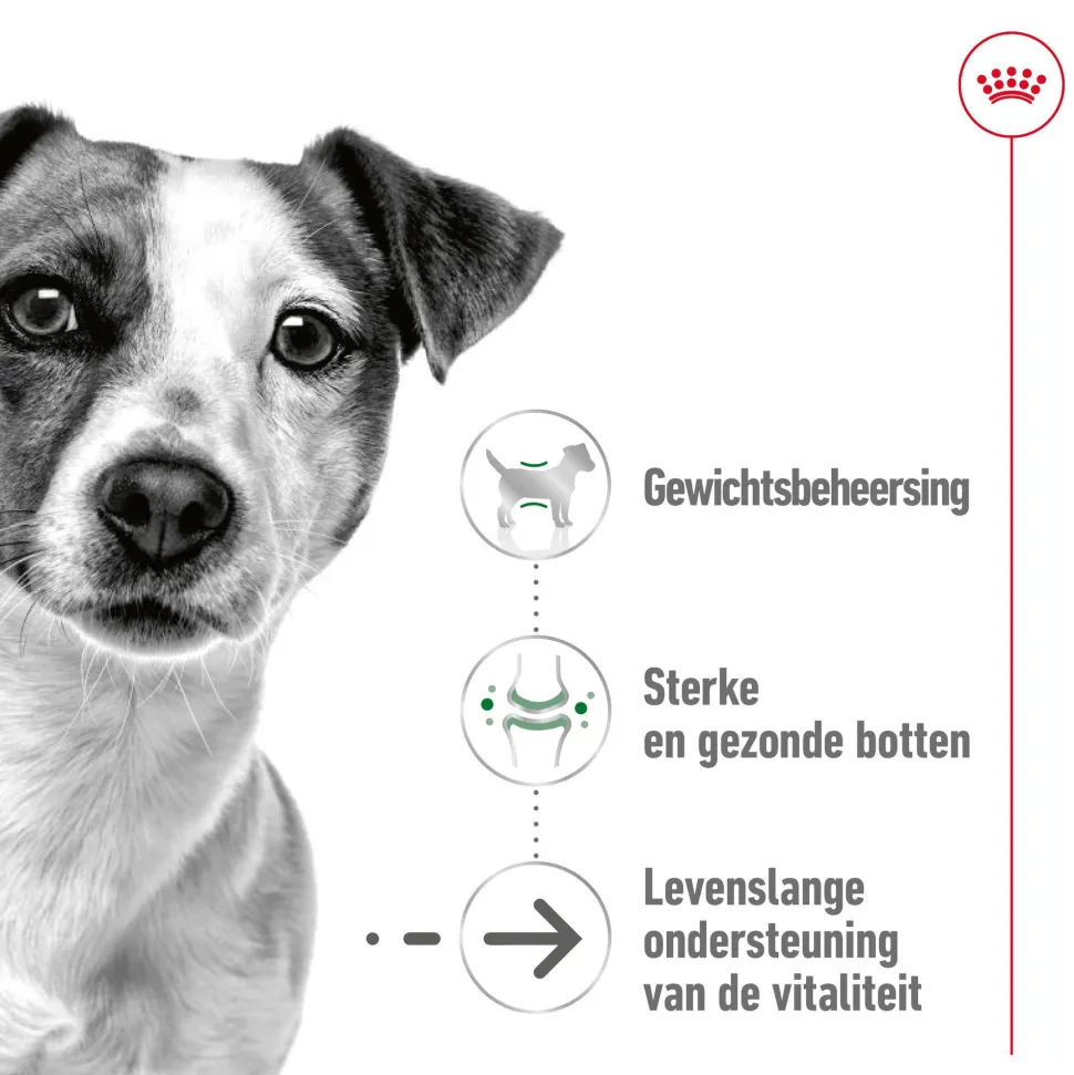 Royal Canin Mini Ageing 12+ - Hondenvoer