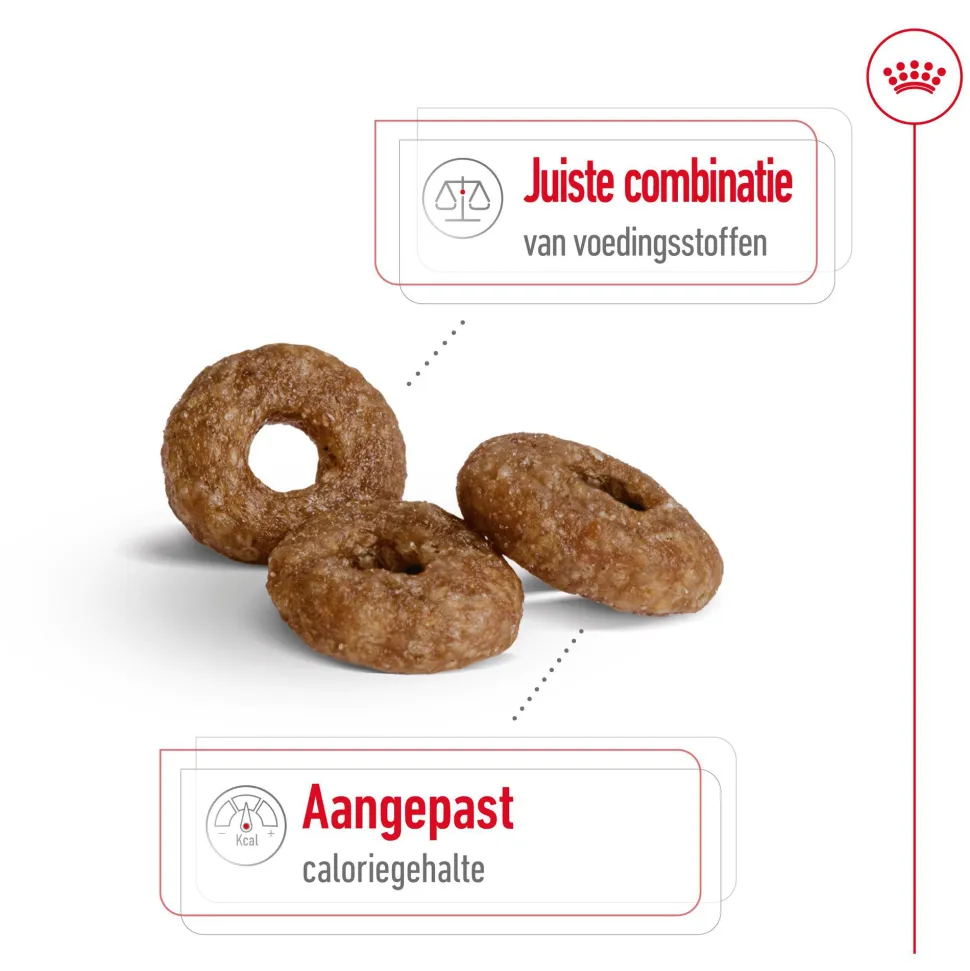 Royal Canin Mini Ageing 12+ - Hondenvoer