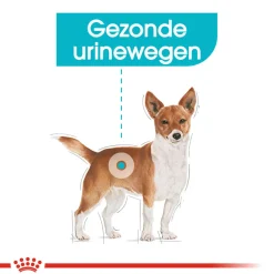 Royal Canin Mini Urinary Care - Hondenvoer