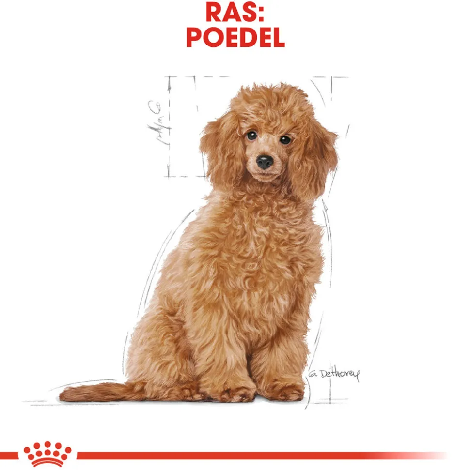 Royal Canin Poodle Puppy - Hondenvoer