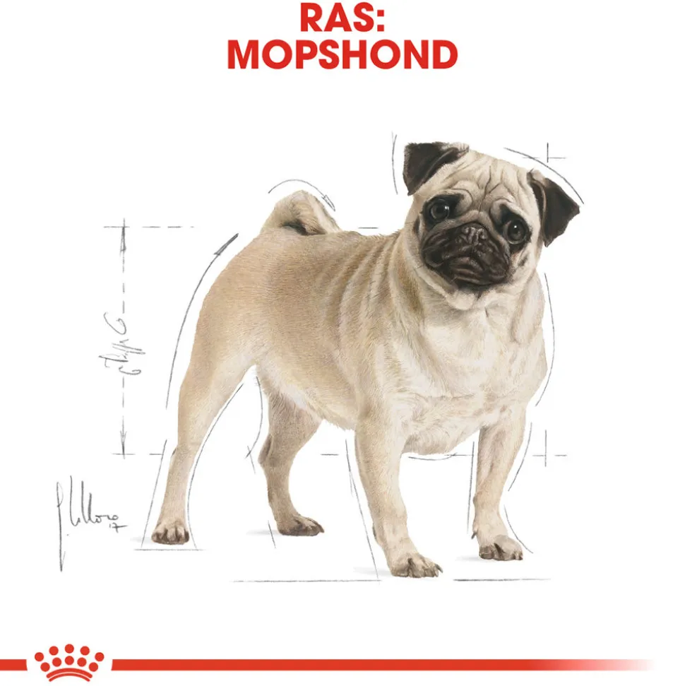 Royal Canin Pug Adult - Hondenvoer