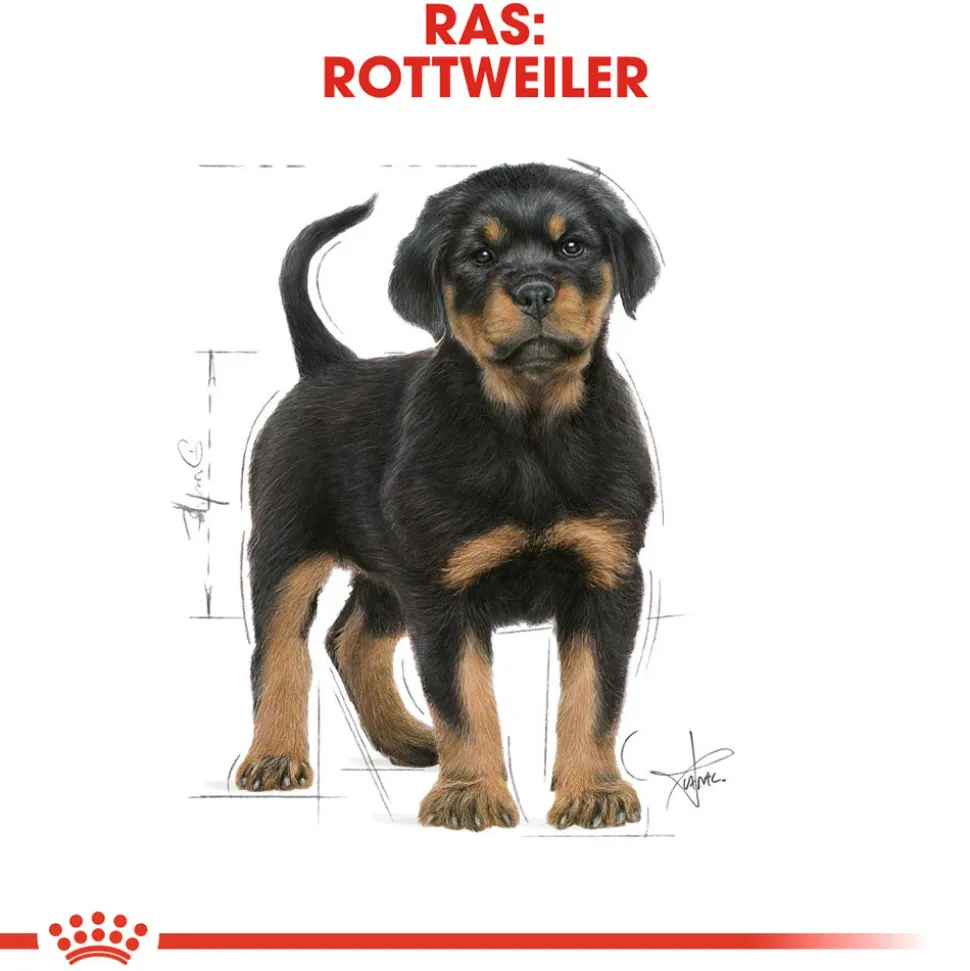 Royal Canin Rottweiler Puppy - Hondenvoer