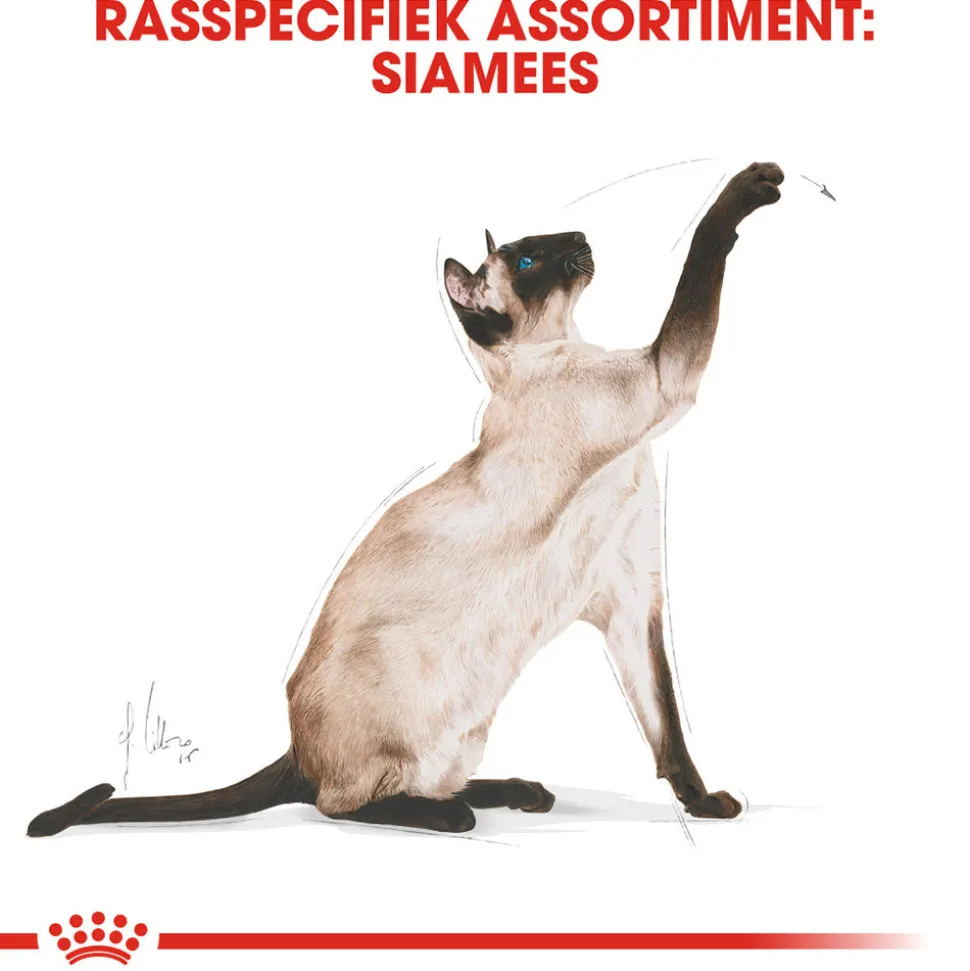Royal Canin Siamese Adult - Kattenvoer