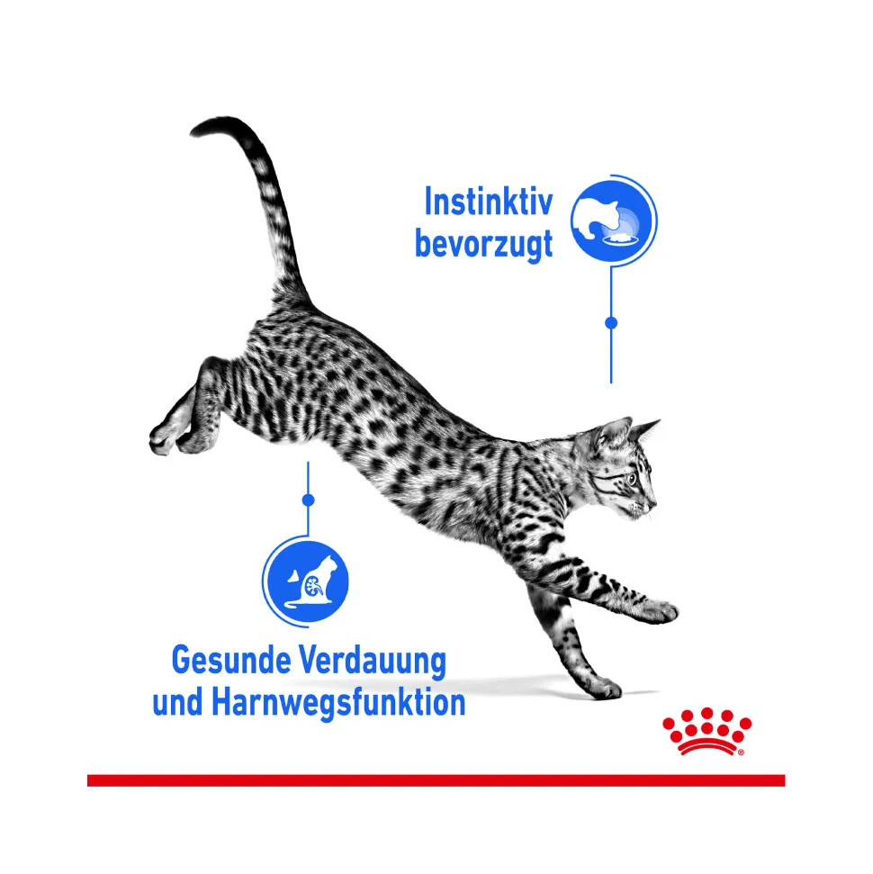 Royal Canin Sterilised Indoor in Jelly - Kattenvoer