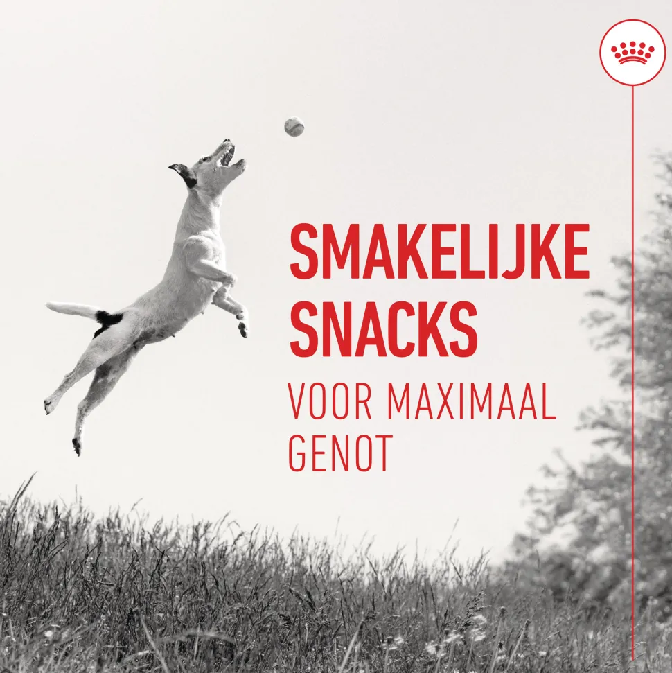 Royal Canin Training Treats
