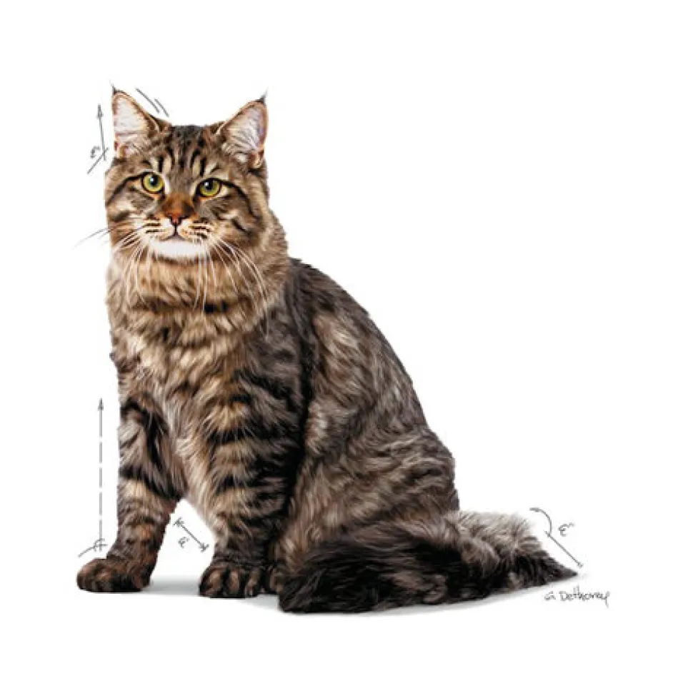 Royal Canin Urinary Care in Jelly - Kattenvoer