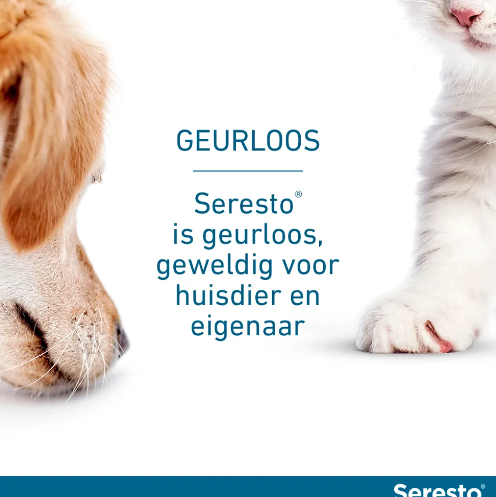 Seresto Hond