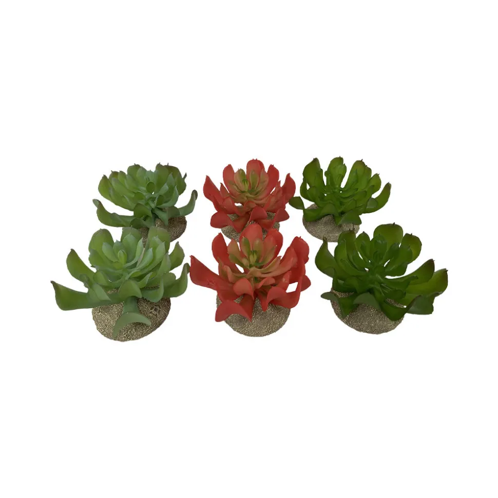 Terra Della Echeveria
