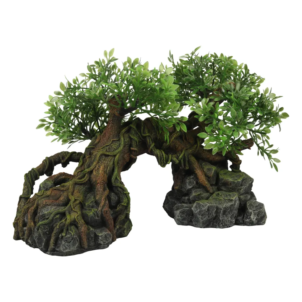 Terra Della Jungleboom