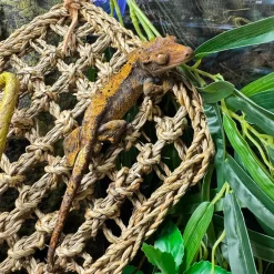Terra Della Reptiel Relaxer Rechthoekig