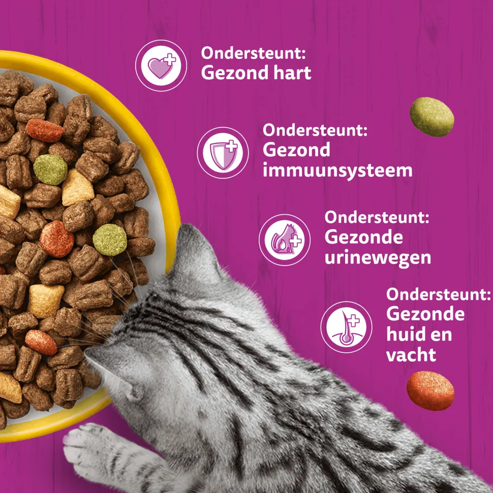 Whiskas Droog Senior Box