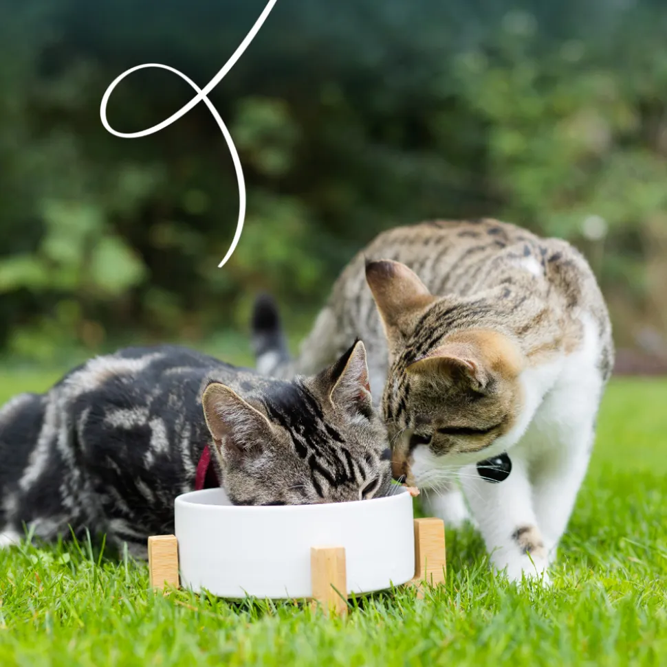 Yarrah - Bio Paté Kat - Kuipje - Kip en Rund